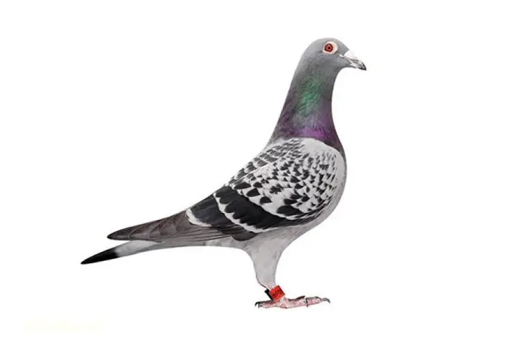 Control de Plagas de Palomas