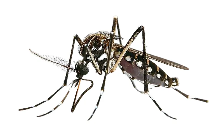 plagas de mosquitos
